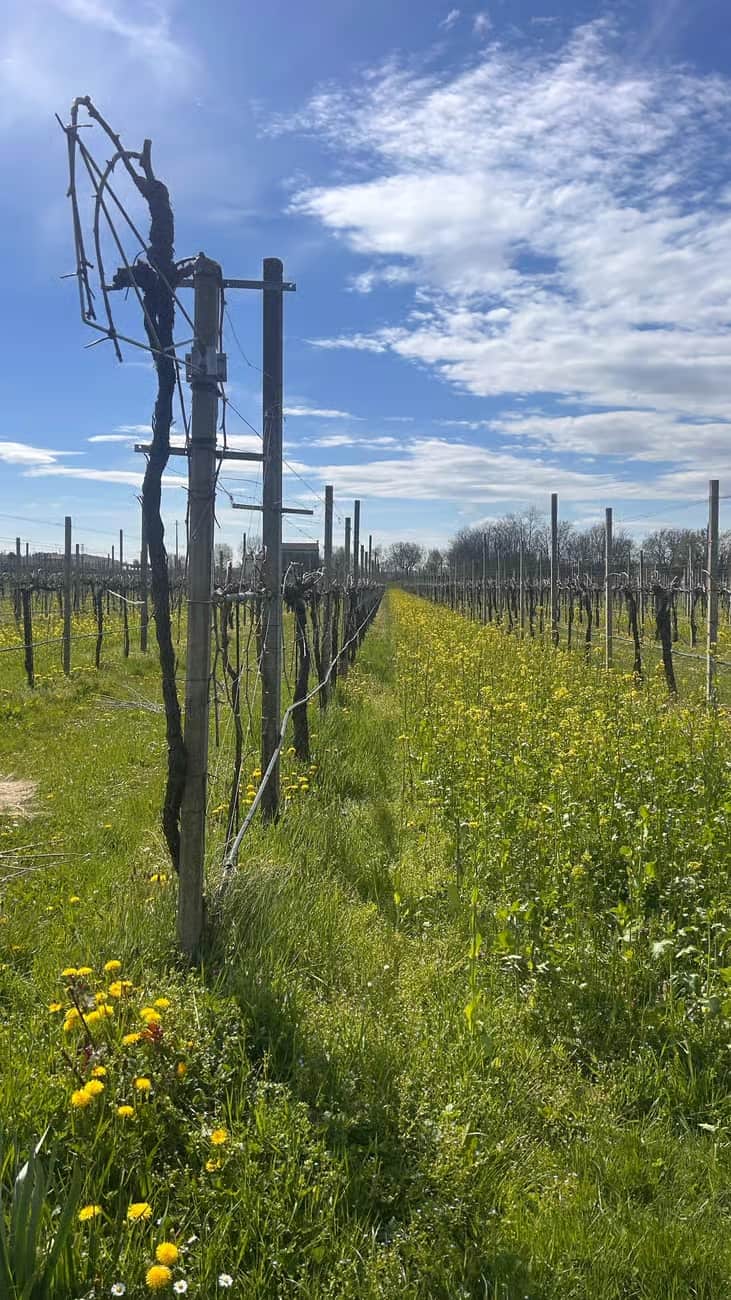 Prosecco hills footage