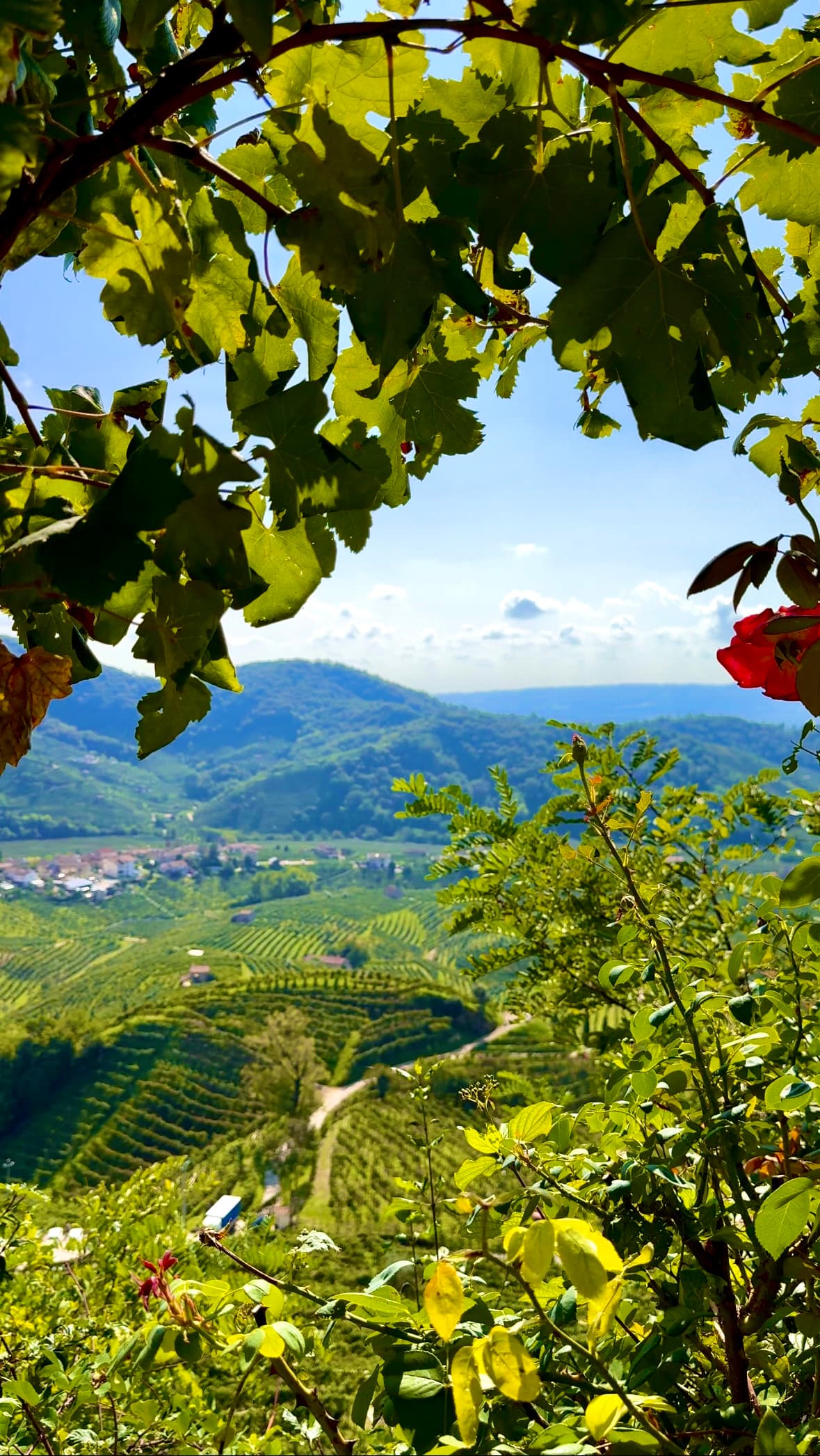 Vineyard terraces in the Prosecco hills