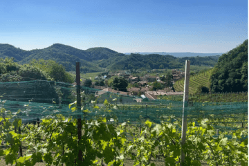 From Venice: Day Trip to the Prosecco Hills and Wine Tasting — photo 2